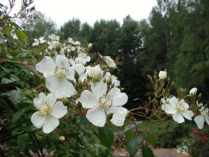 Rosa Mulliganii