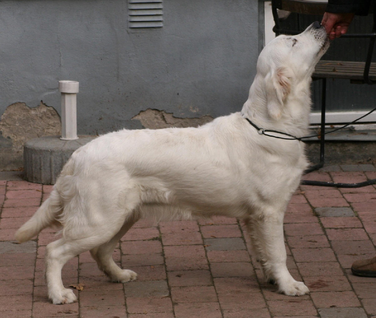Vilda