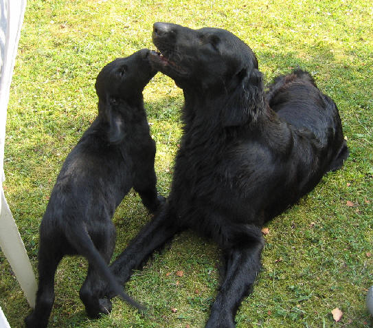 Blomman och Frida