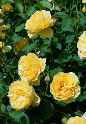 Den vackra rosen Graham Thomas