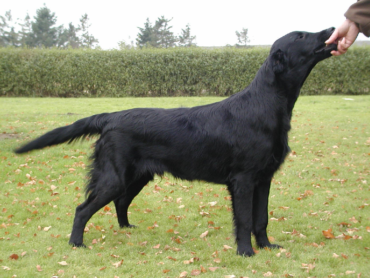 Steffo 9 mnader, g Dorte Jensen, kennel Whizzbang