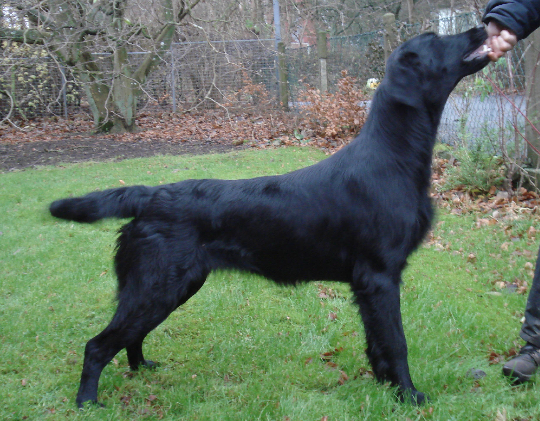 Linnea, W. Halleluja Moment, g. Kia Lawesson, Spader Damens kennel