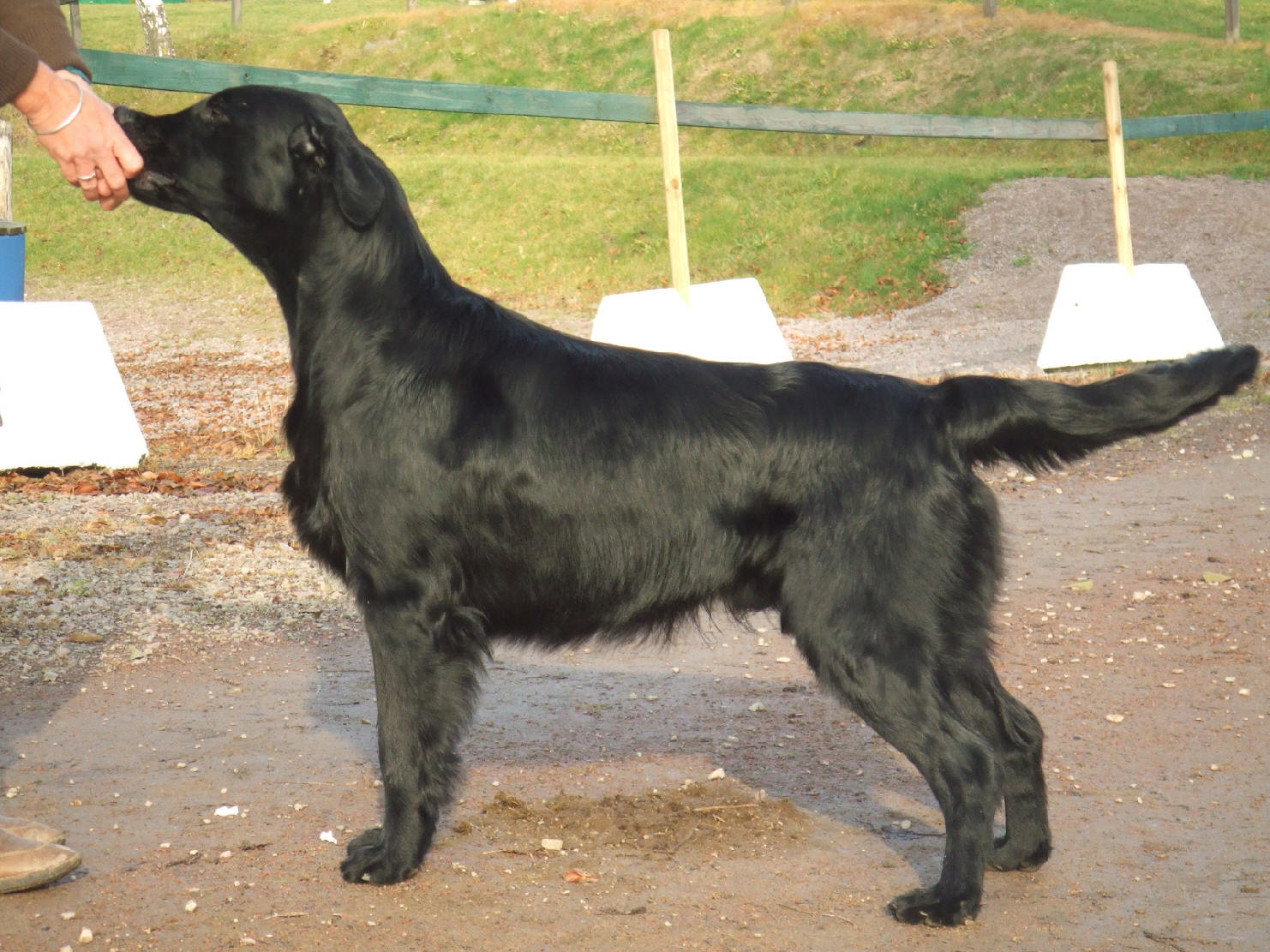 Steffo, W. Single Soul Blues g. Dorte & Kim Jensen kennel Whizzbang