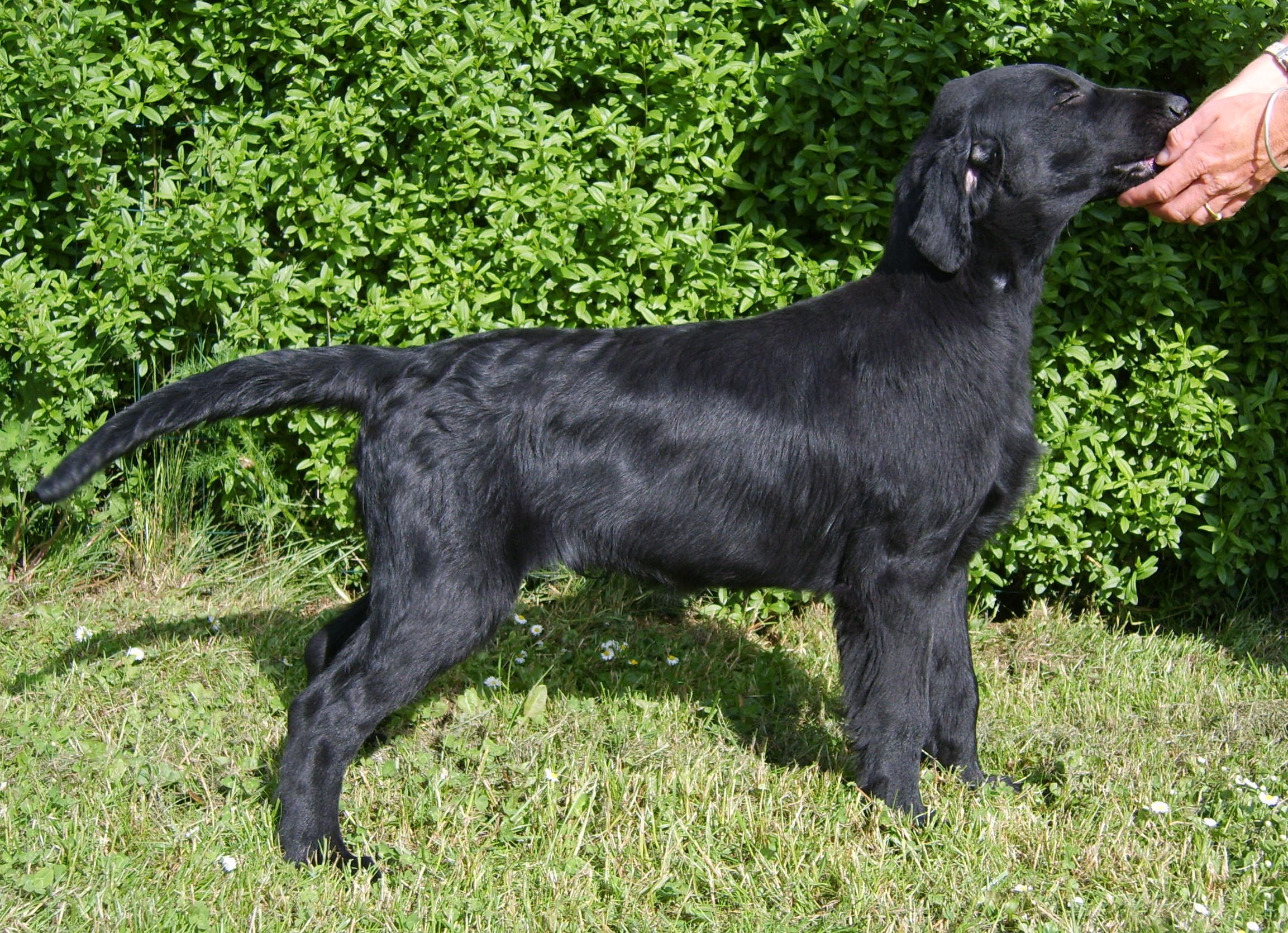 Steffo 4 mnader, g Dorte & Kim Jensen kennel Whizzbang, 